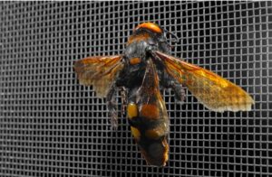 910mm x 50Metre  Fibreglass Insect Fly Screen Alkaline Free Heavy Duty .28mm Thick - Image 4