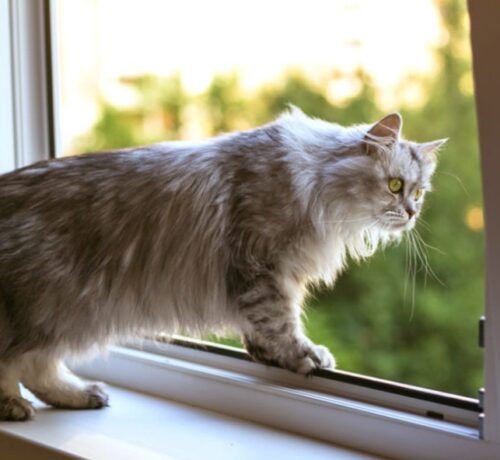 1220mm Paw Resist Flyscreen Mesh | Pet Owners  | Cut to size | 1 - 30Metres - Image 6